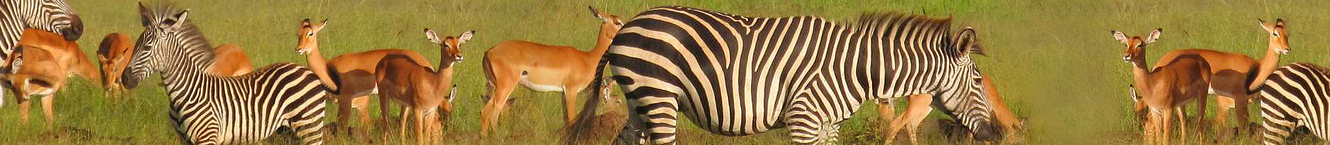 zebras_and_impalas.jpg