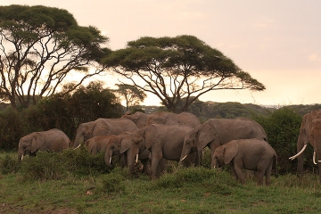 Experience the Magic of Kenya, Amboseli