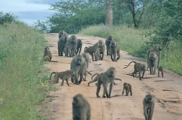 Tanzania Southern Safari