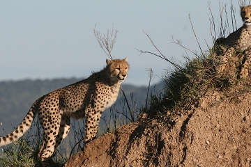 Budget Safari, Northern Tanzania