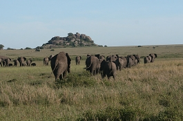 Great Migration Masai Mara and Serengeti