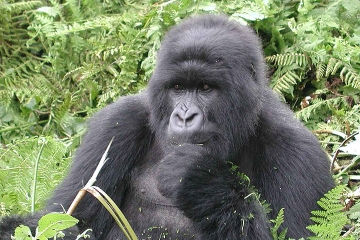 Uganda Gorilla Trekking