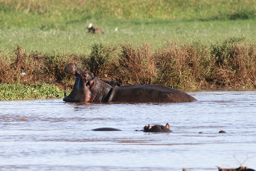 Tanzania Short Safaris