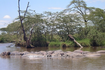 Serengeti on Wings Experience 3 Days