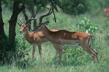 Serengeti Fly-In short Safaris- 3 Days