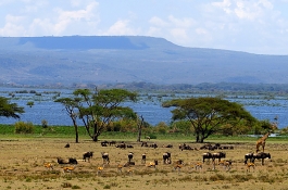 Explorers Lake Naivasha and Masai Mara Safari