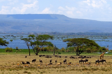 Explorers Lake Naivasha and Masai Mara Safari
