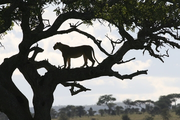 Tanzania Family Safaris