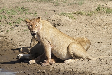 11 Days With Fly Out Ruaha National Park, Katavi National Park, Kitulo National Park