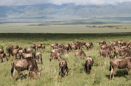 Weekend Safari in Tanzania