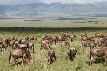 Weekend Safari in Tanzania