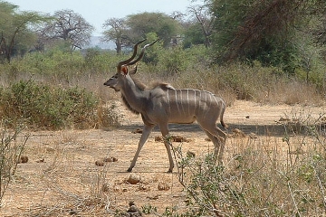 Ruaha National Park Cultural and Biking Safari