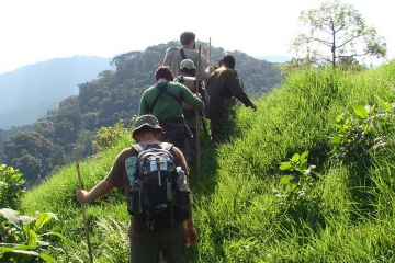 Chimpanzee and Gorilla Tracking