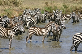 Serengeti on Sky Luxury Safaris 4 Days