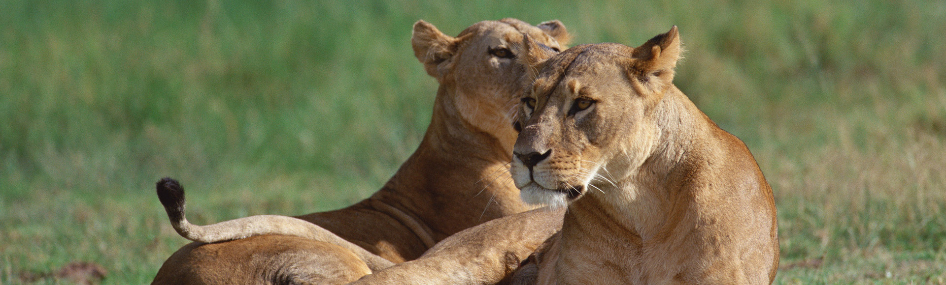 Lions in Ruaha National Park