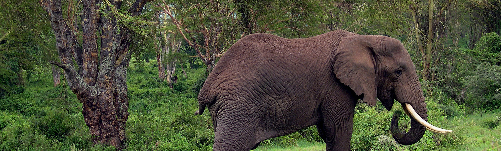 Elephants in the Tarangire