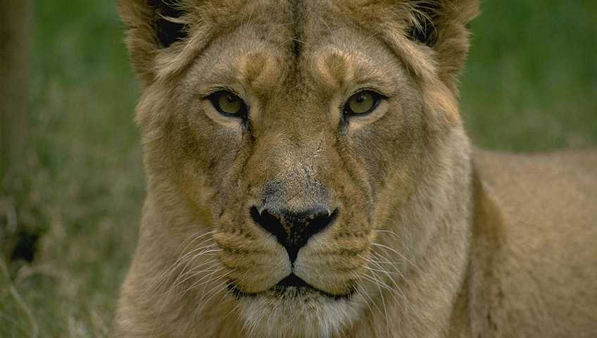 Lioness in Tsavo