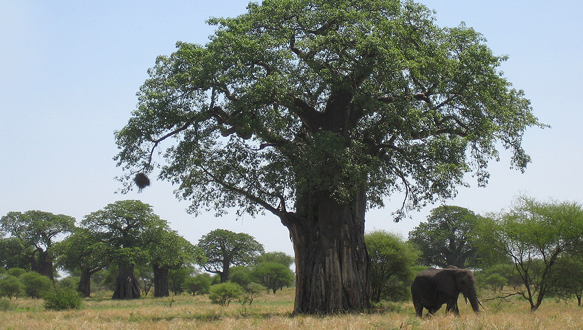 Baobas in the Tarangire National Park